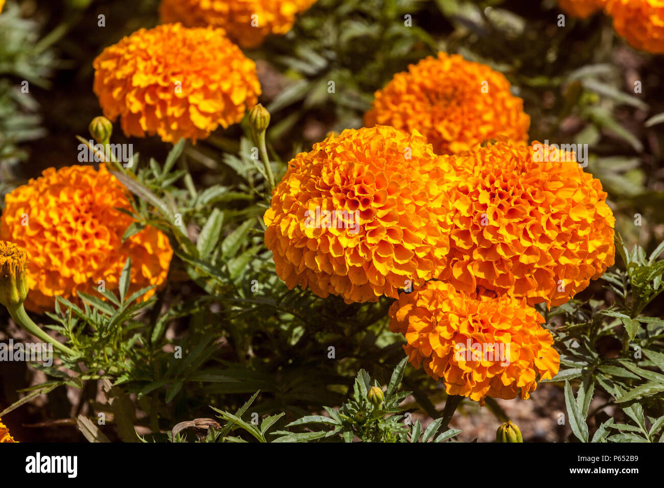 Calendula, Tagetes erecta ' Antigua Orange ' Foto Stock