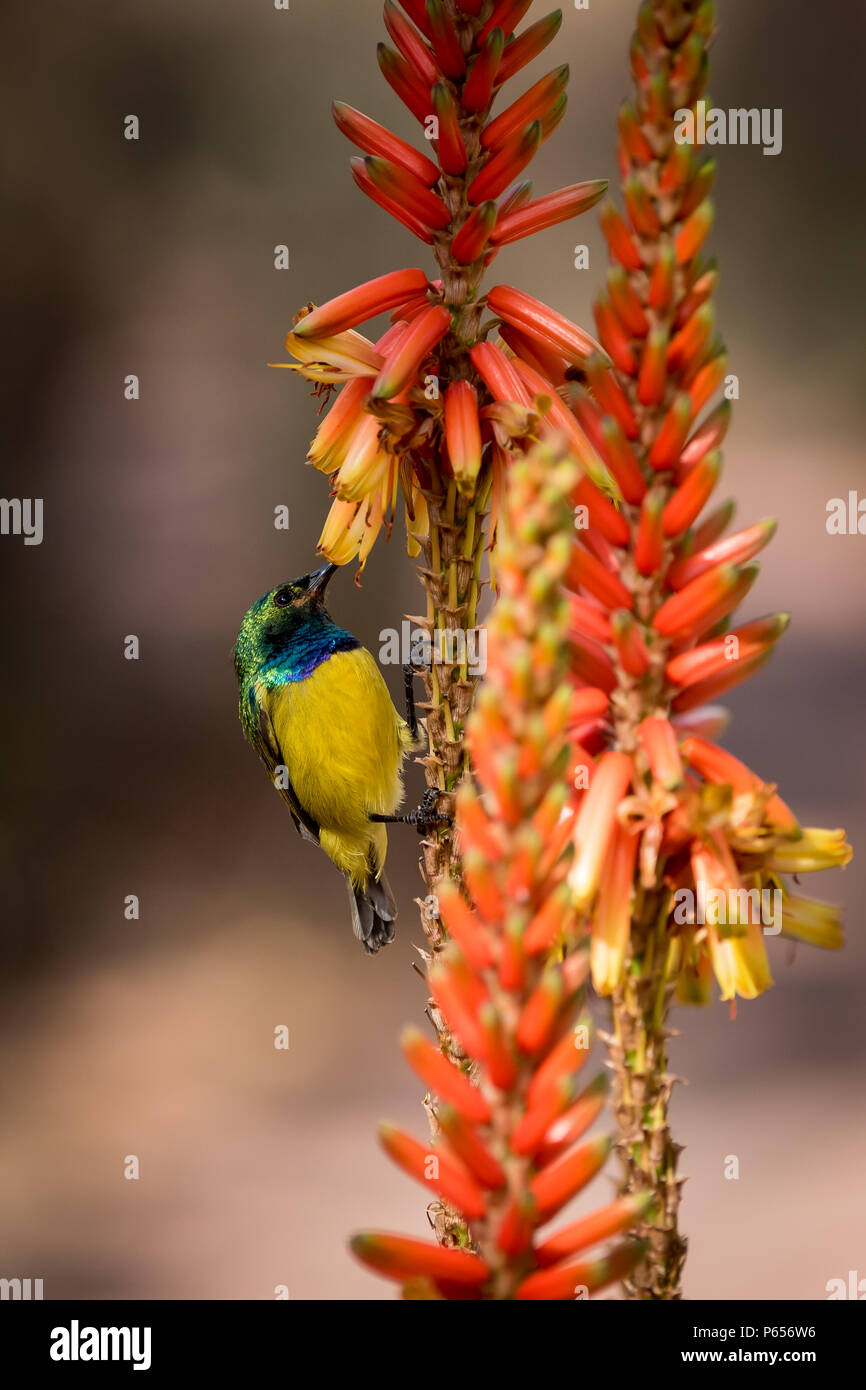 Sunbird Maschio alimentazione da un fiore coloratissimo Foto Stock