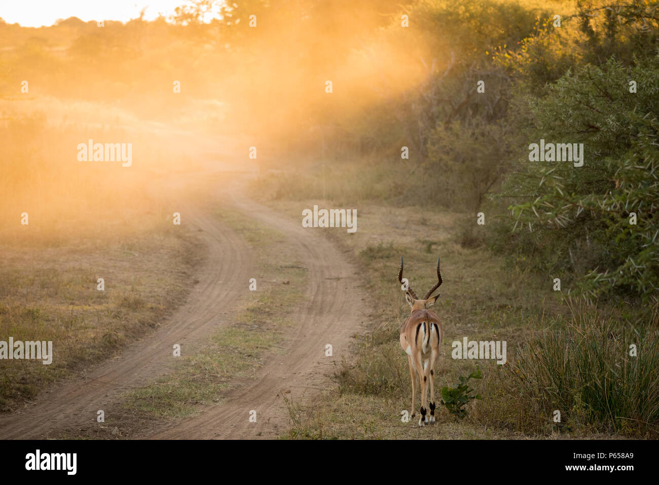 Impala con luce dorata all'alba su safari Foto Stock
