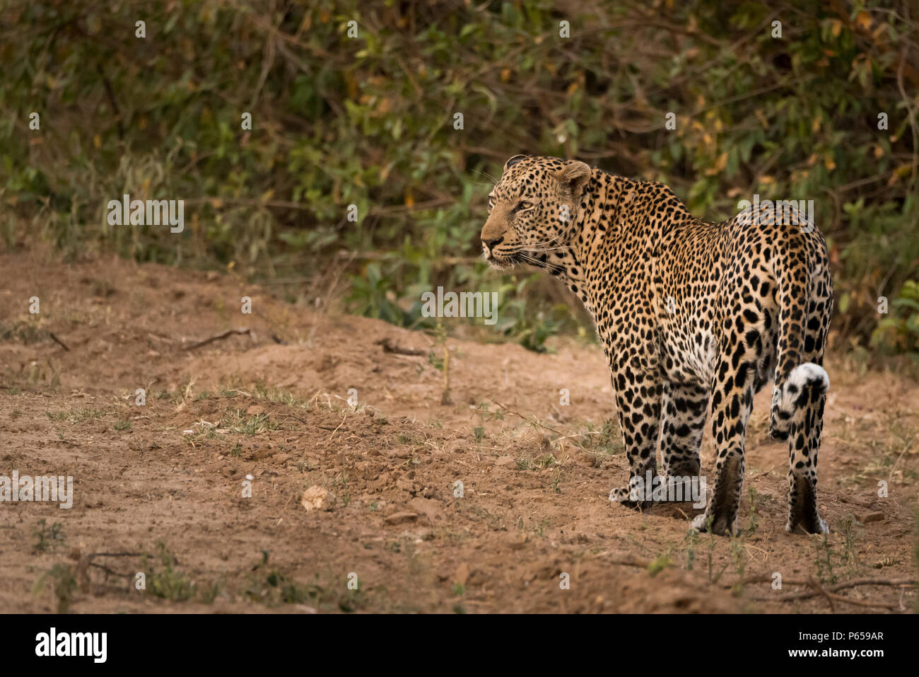 Leopard guardando indietro alla fotocamera Foto Stock