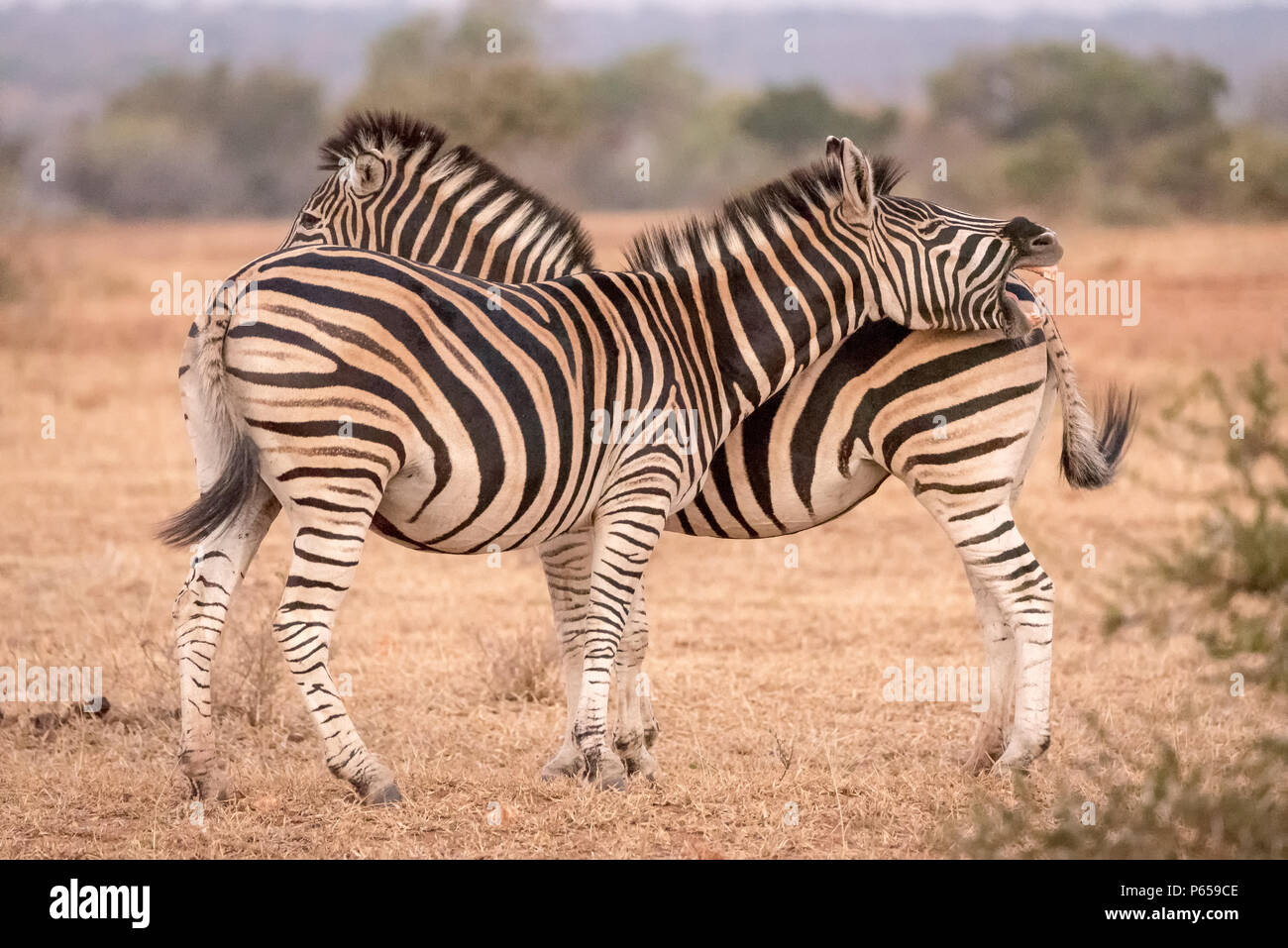 Coppia di zebra al testa coda Foto Stock