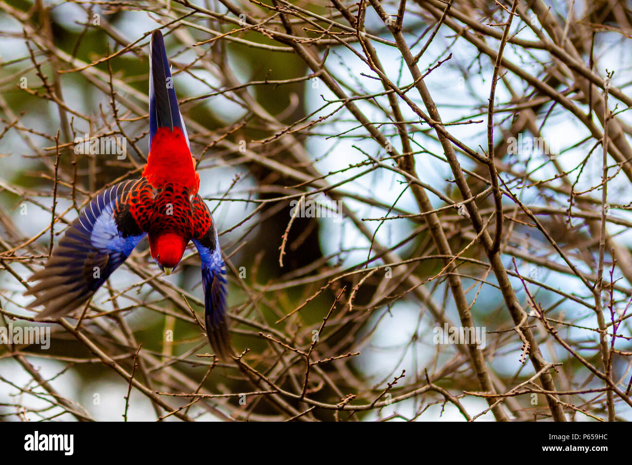 Una rosella pappagallo in volo Lithgow nel Nuovo Galles del Sud Australia il 15 giugno 2018 Foto Stock