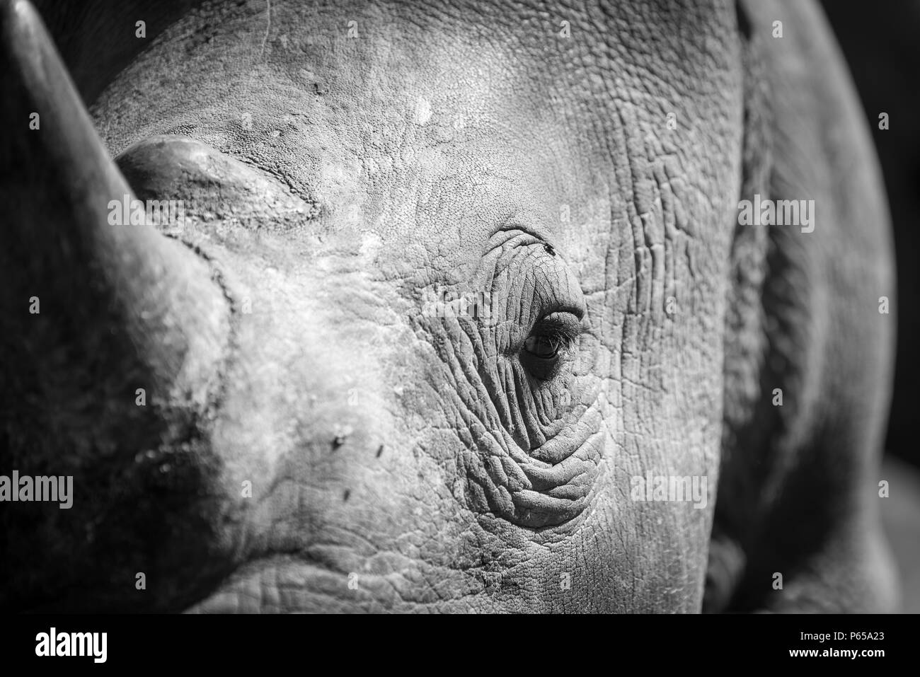 Ravvicinata di un occhio di rhino e avvisatore acustico Foto Stock