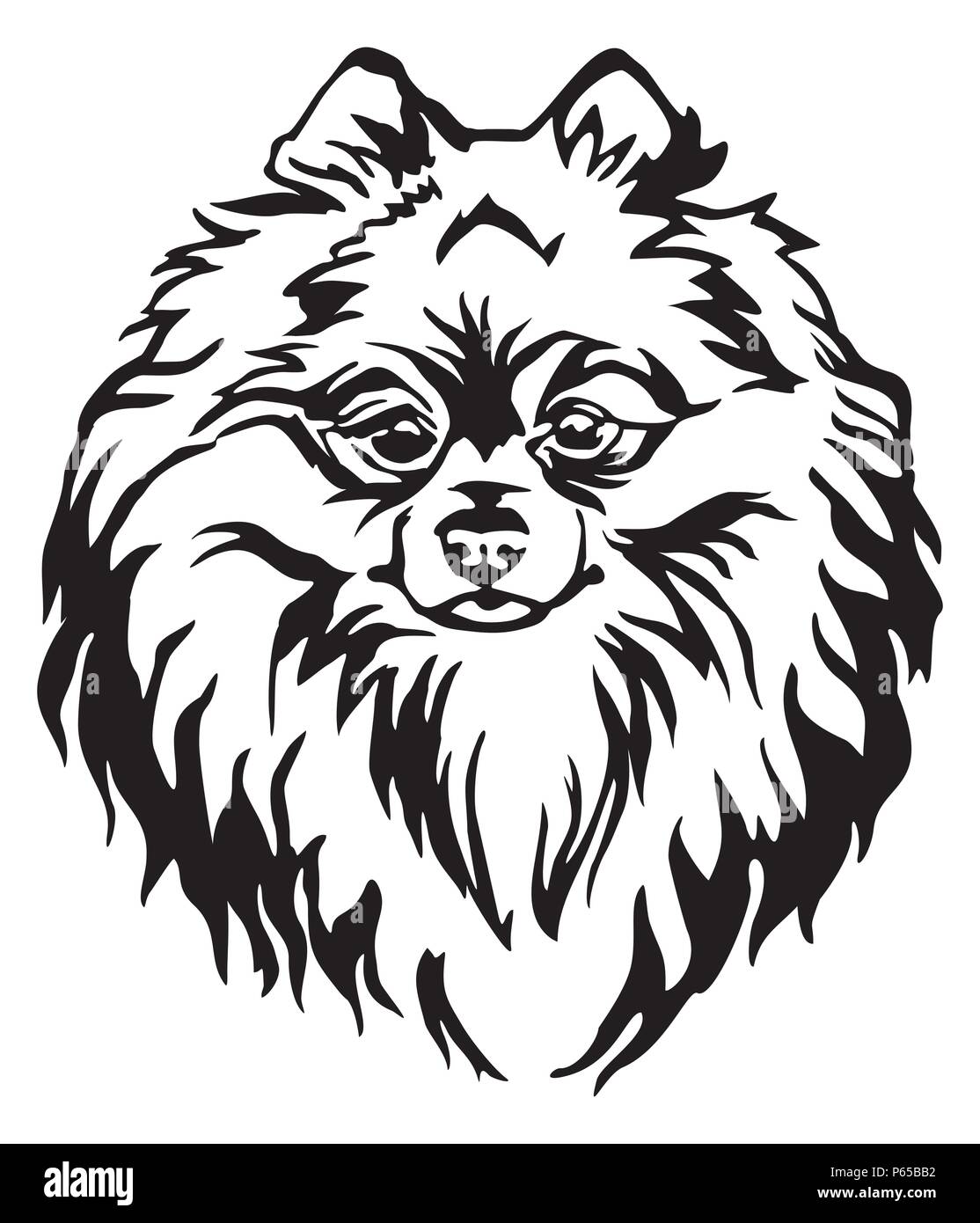 Ritratto decorativo del cane Spitz di Pomerania, vettore isolato illustrazione in colore nero su sfondo bianco. Immagine per design e tatuaggio. Illustrazione Vettoriale
