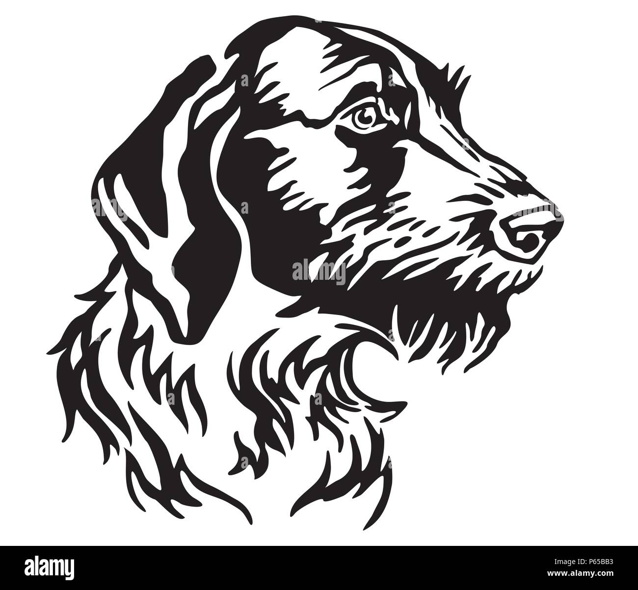 Ritratto decorativo di cane tedesco puntatore Wirehaired, vettore isolato illustrazione in colore nero su sfondo bianco. Immagine per design e tatuaggio. Illustrazione Vettoriale