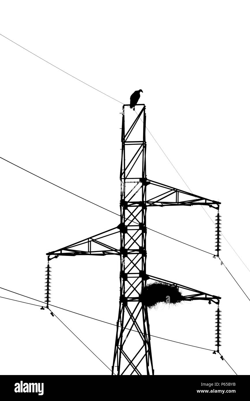 Vulture nesting in un traliccio di potenza Foto Stock