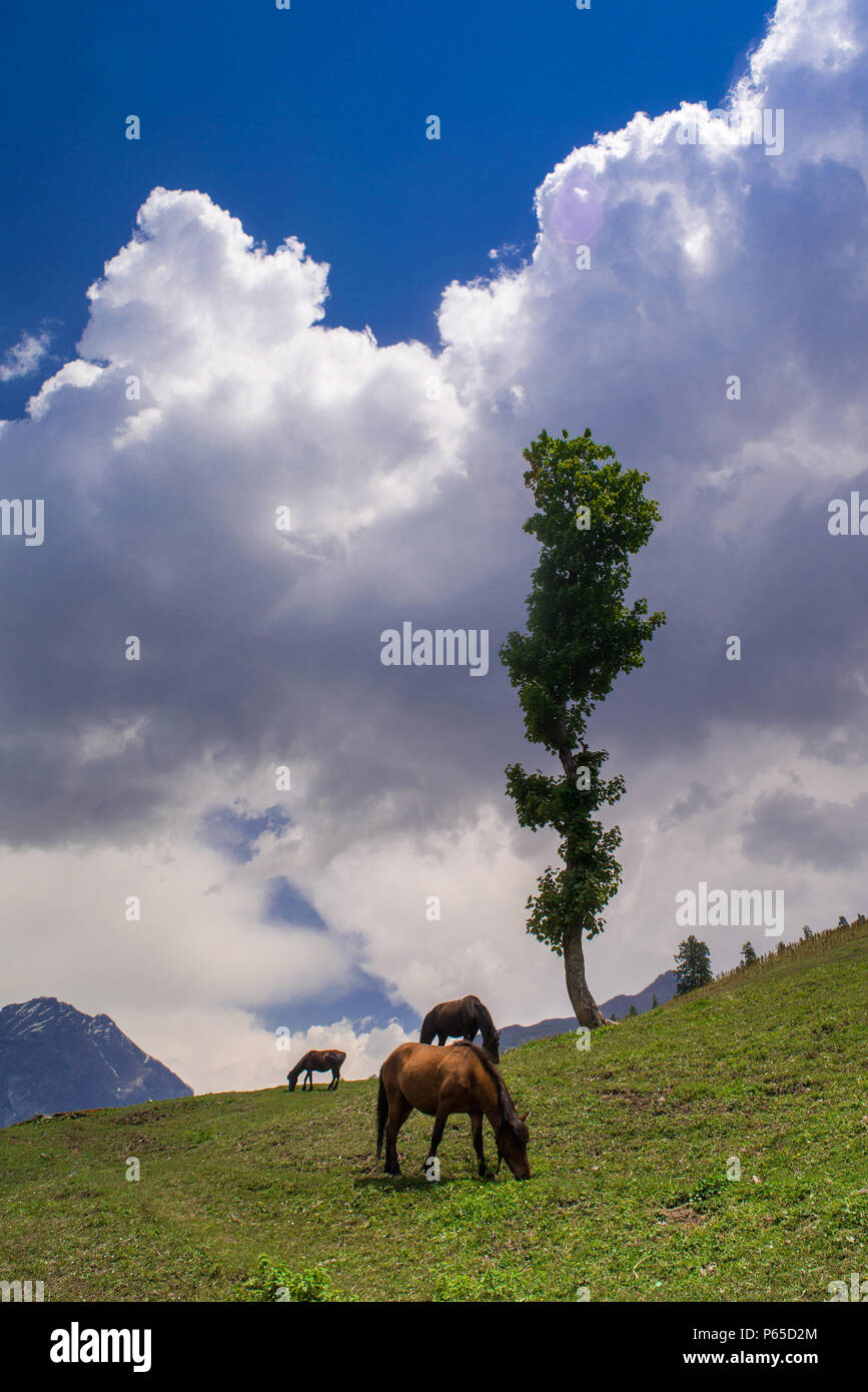 I cavalli in prati di Himalya, Parvati valley, Himachal Pradesh, India. Foto Stock
