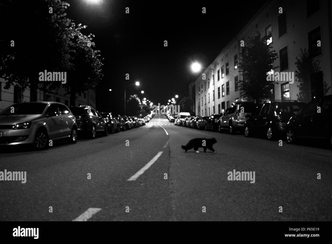 Cat da soli di notte Foto Stock