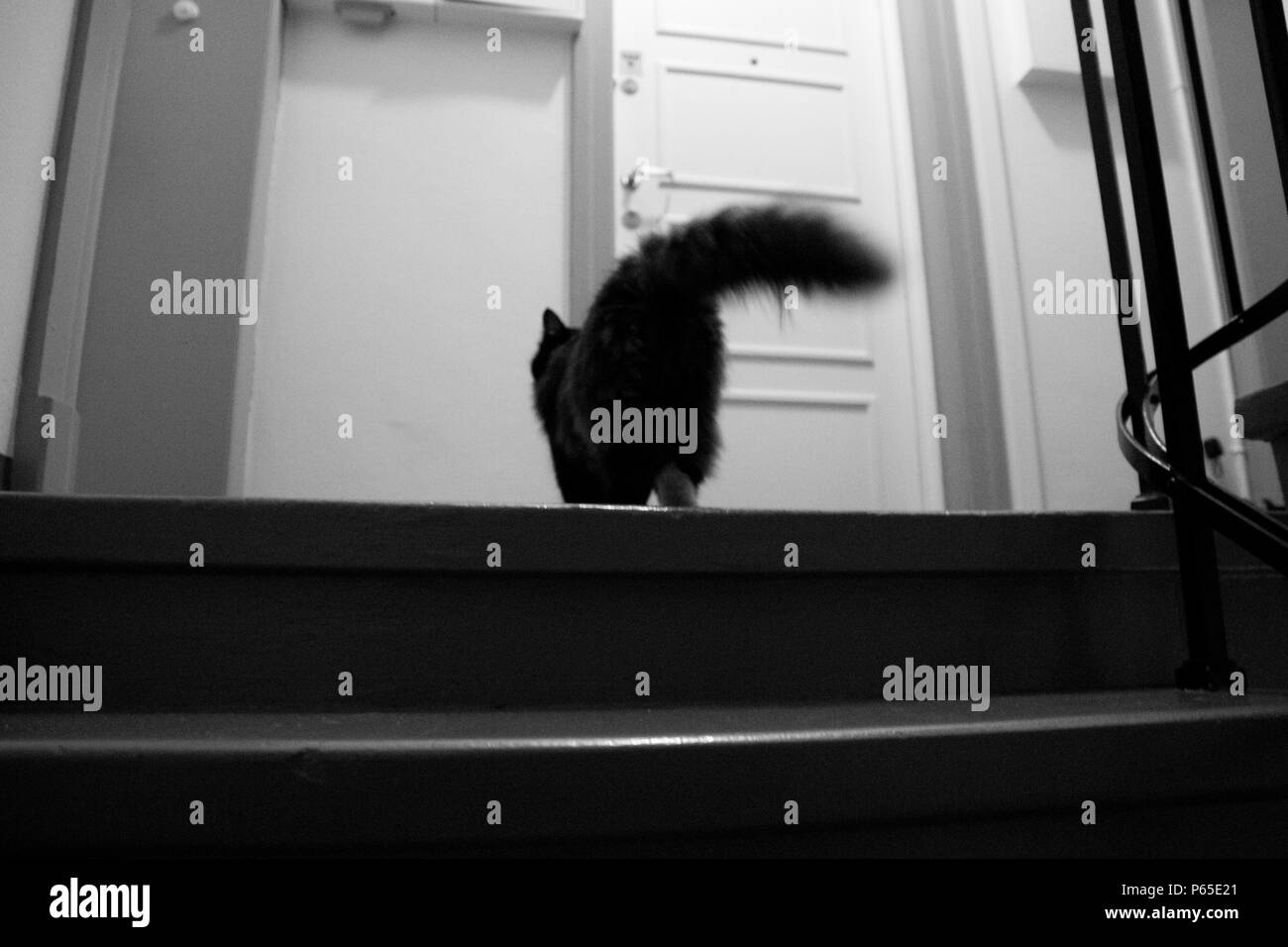 Cat da soli di notte Foto Stock