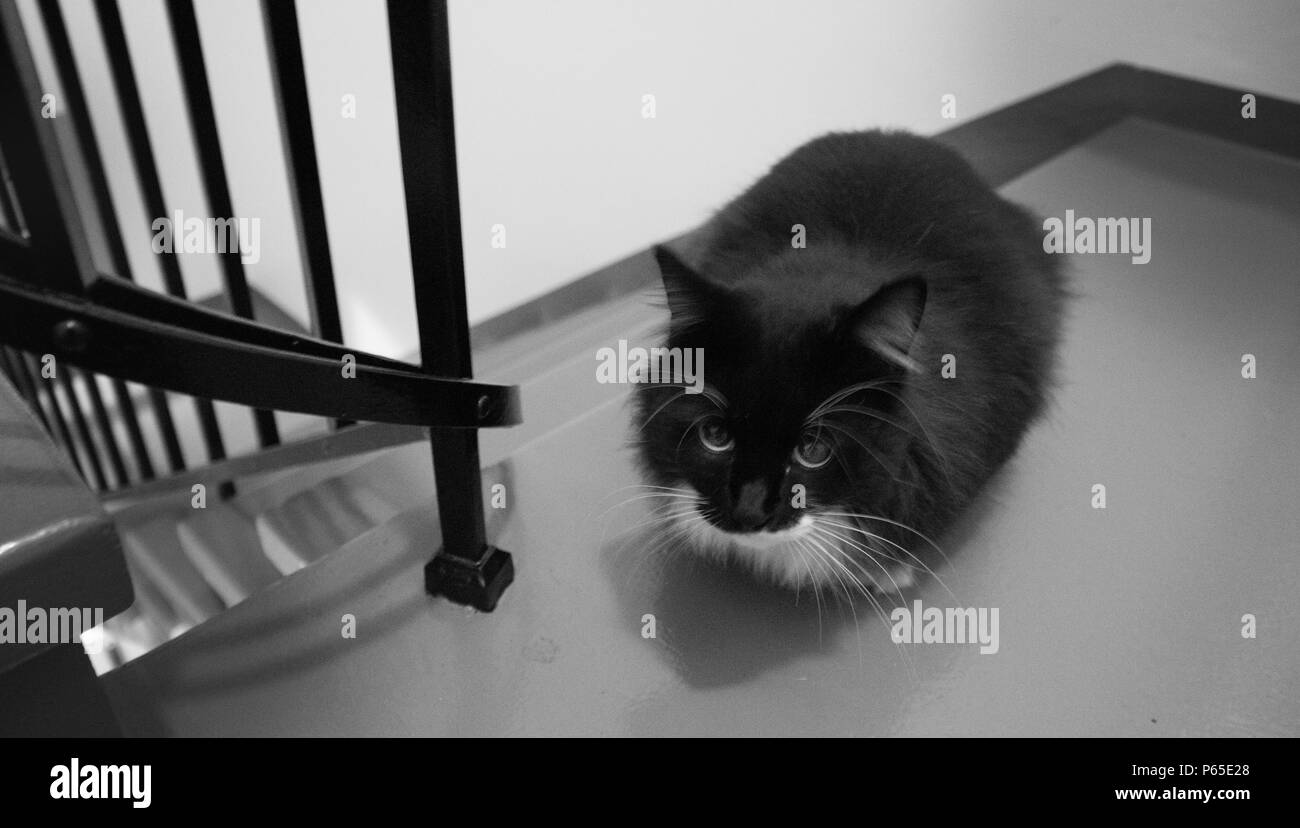 Cat in attesa Foto Stock