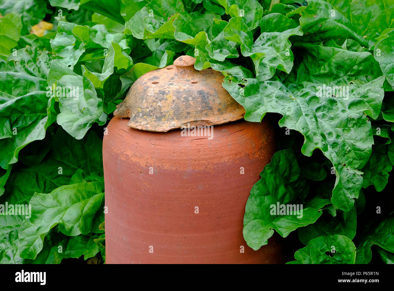 In terracotta forzatore di rabarbaro e foglie in giardino, Norfolk, Inghilterra Foto Stock