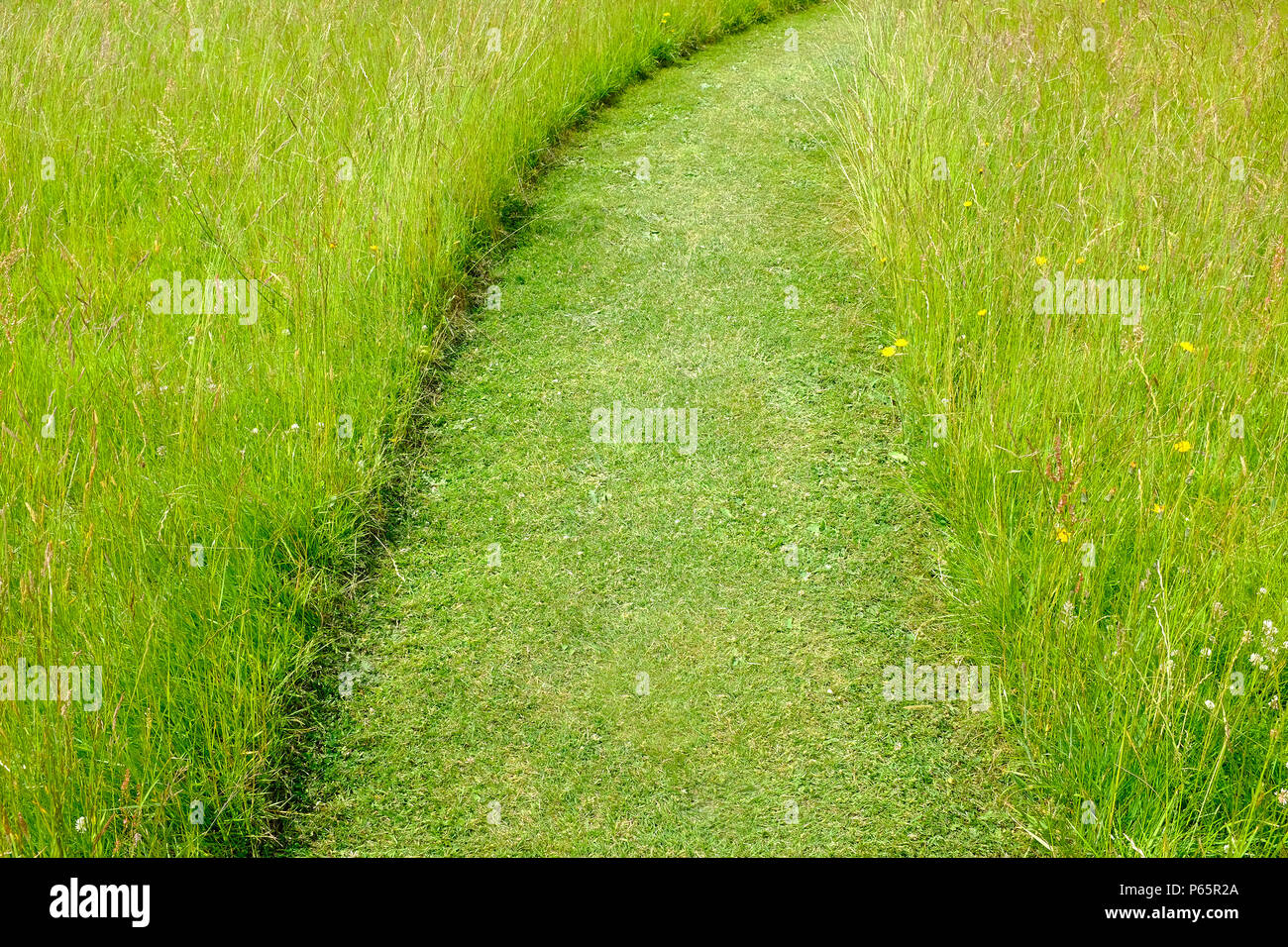 Percorso attraverso il taglio erba lunga in giardino, Norfolk, Inghilterra Foto Stock