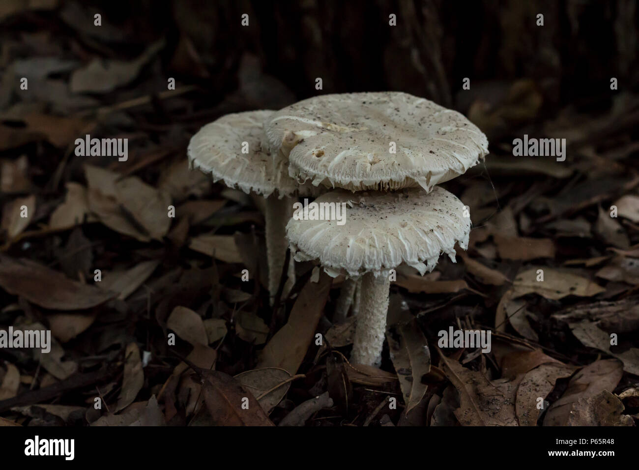 Trio fungo bianco di funghi toadstools nel giardino letto di foglie di colore marrone Foto Stock