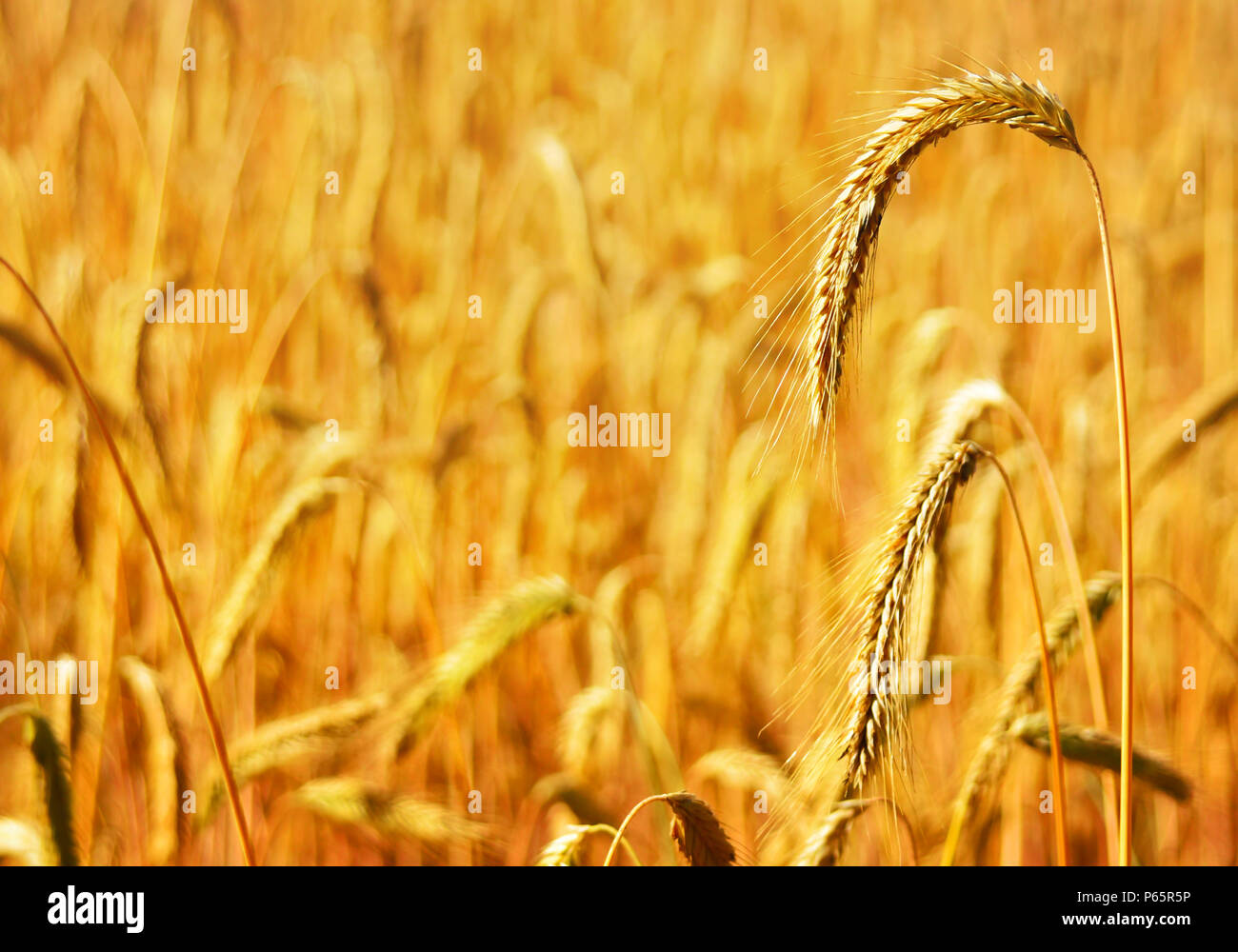 Mature epoche di segale segale di campo o di terreni agricoli del Golden Autumn sun. Foto Stock