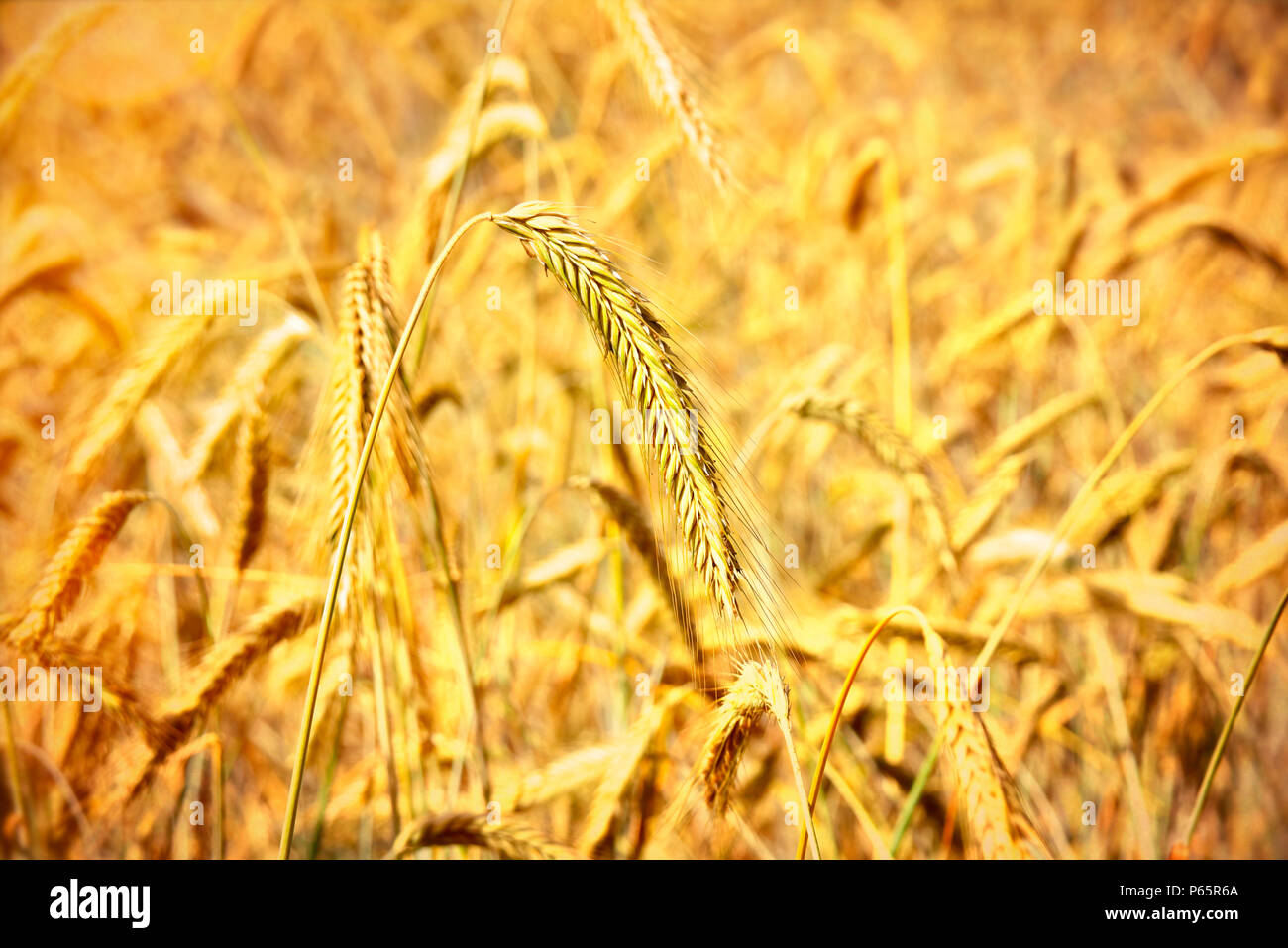 Mature epoche di segale segale di campo o di terreni agricoli del Golden Autumn sun. Foto Stock