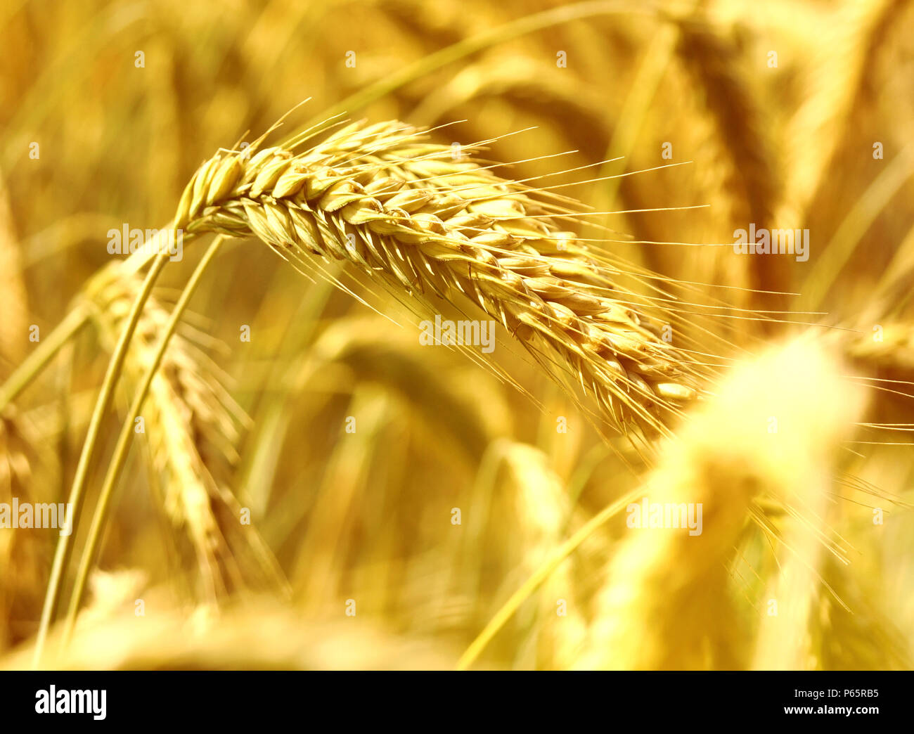 Golden campo di segale o campo di grano al sole, autunno scena. Foto Stock