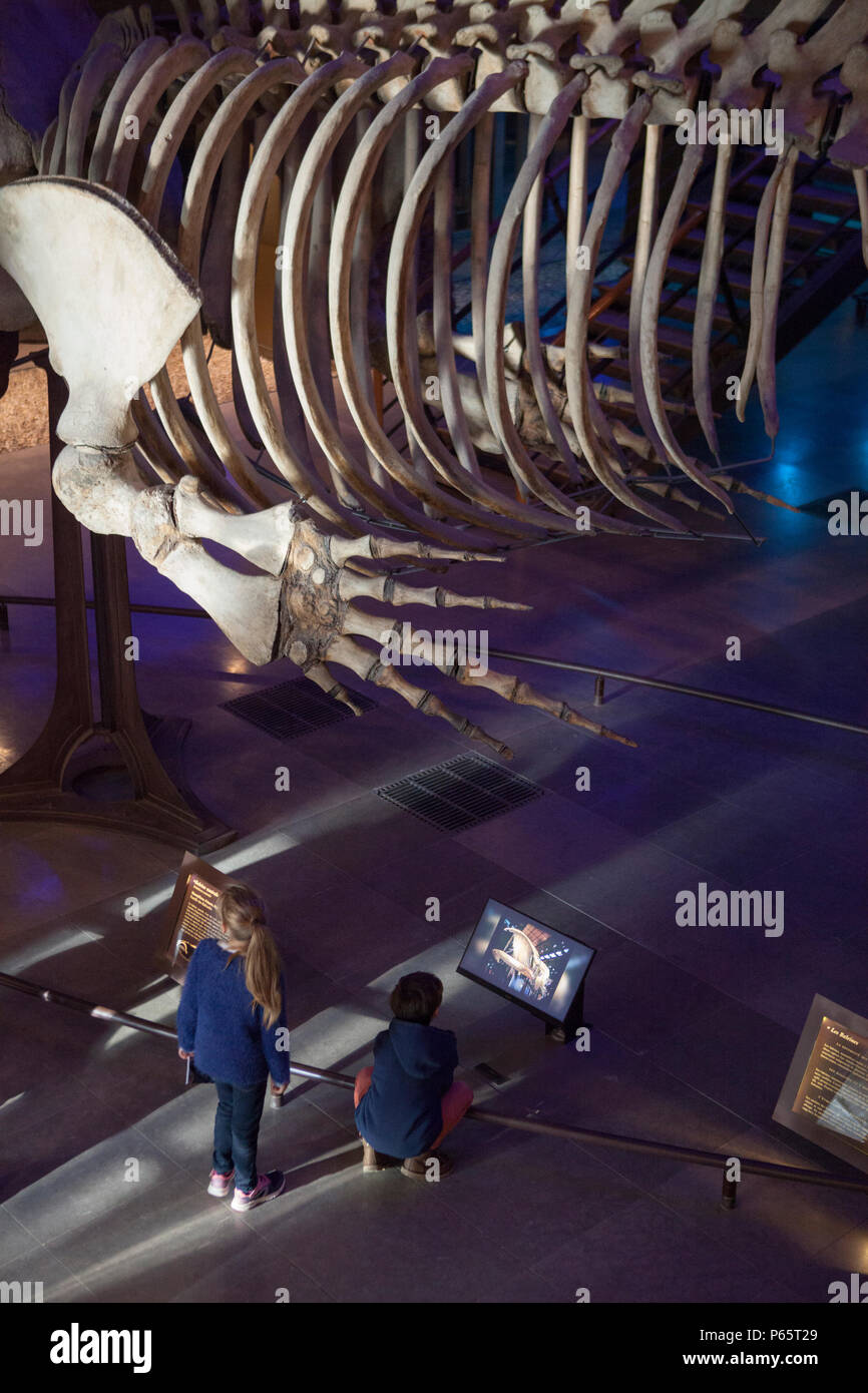 Due giovani bambini visualizza uno scheletro di balena in Grand Gallery di evoluzione nel Museo Nazionale di Storia Naturale di Parigi, Francia Foto Stock