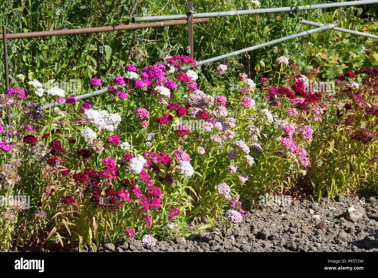 Assegnazioni di Summertime Foto Stock