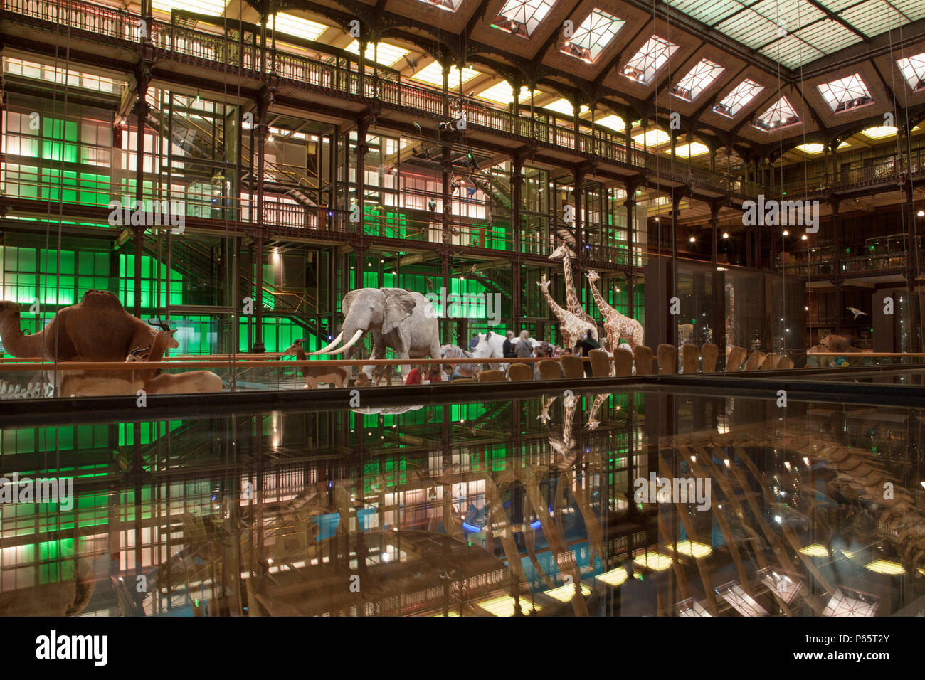 Il Grand Gallery di evoluzione nel Museo Nazionale di Storia Naturale di Parigi, Francia Foto Stock