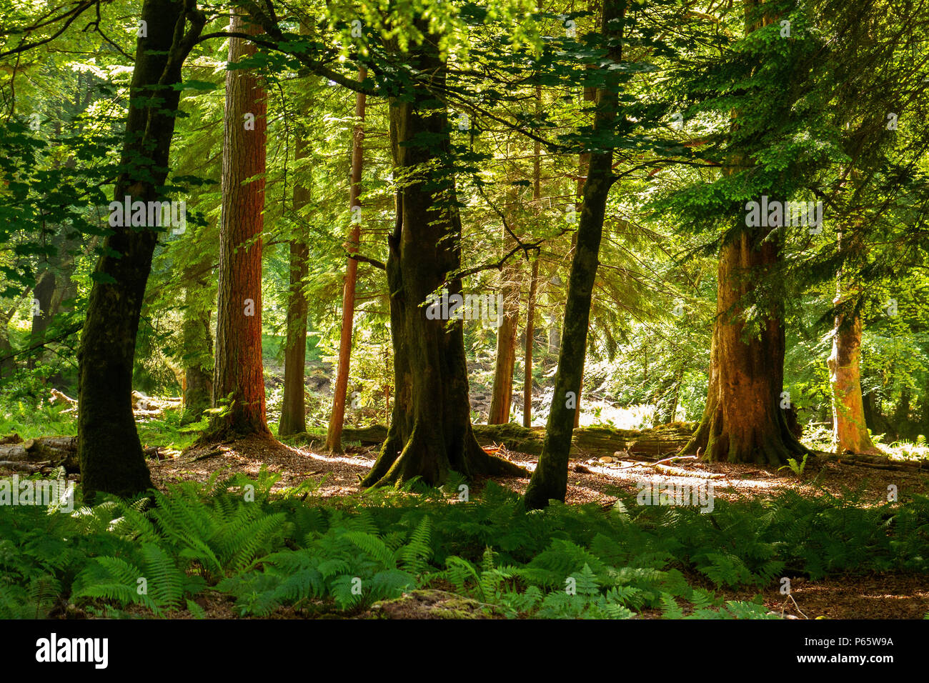 Scottish pineta con felci Leptosporangiate e il sun streaming attraverso gli alti alberi. Foto Stock