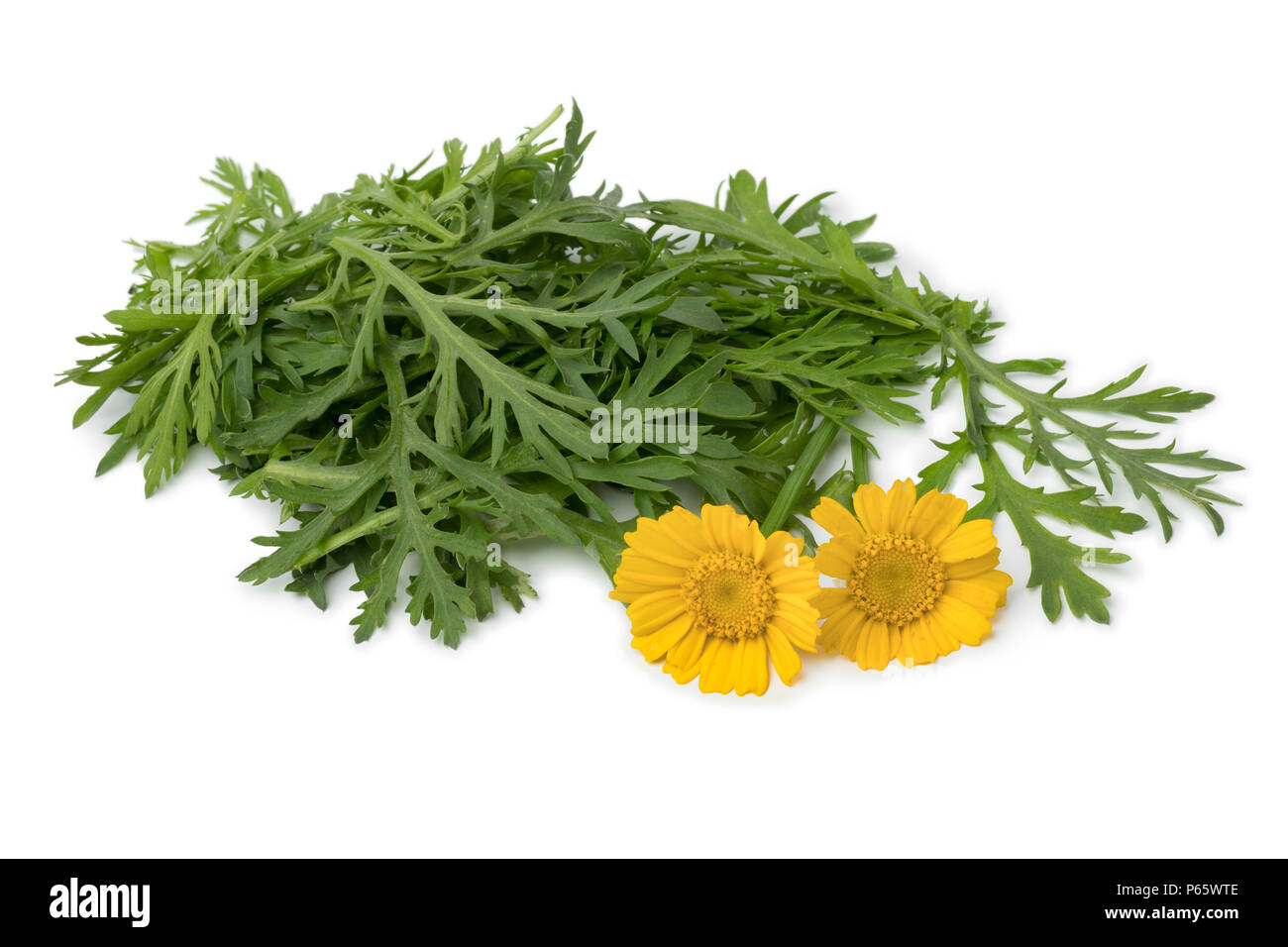 Crudo fresco Tong ho gli spinaci e fiori di colore giallo isolato su sfondo bianco Foto Stock