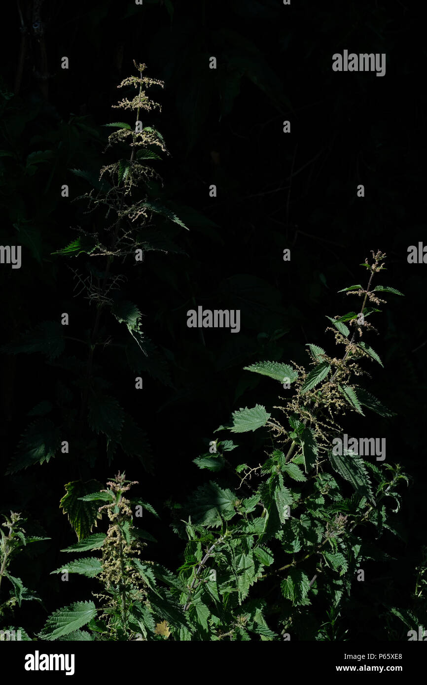 Ortica andando alle sementi Foto Stock