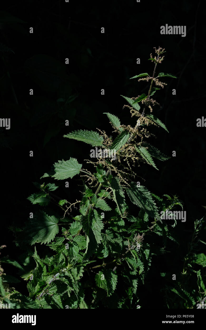 Ortica andando alle sementi Foto Stock