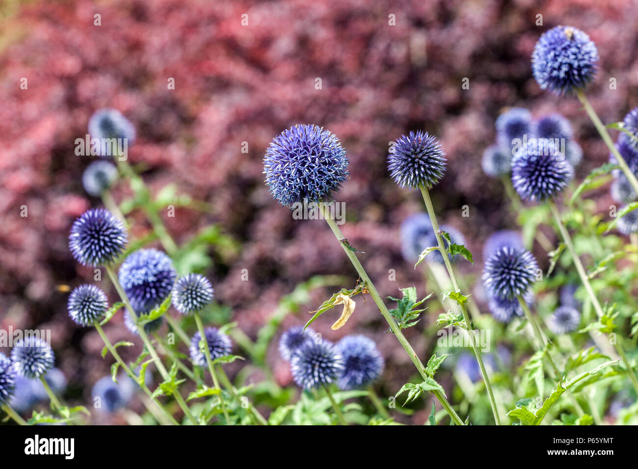 Echinops bannaticus ' Blu ', fiore bokeh di fondo Foto Stock