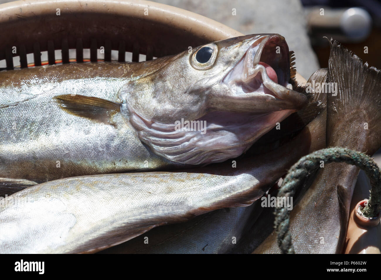 Testa di pesce Foto Stock
