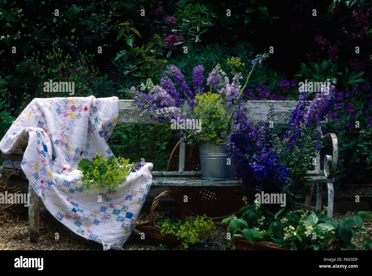 Blue delphiniums in vasi di metallo su vintage panchina da giardino con patchwork quillted gettare Foto Stock