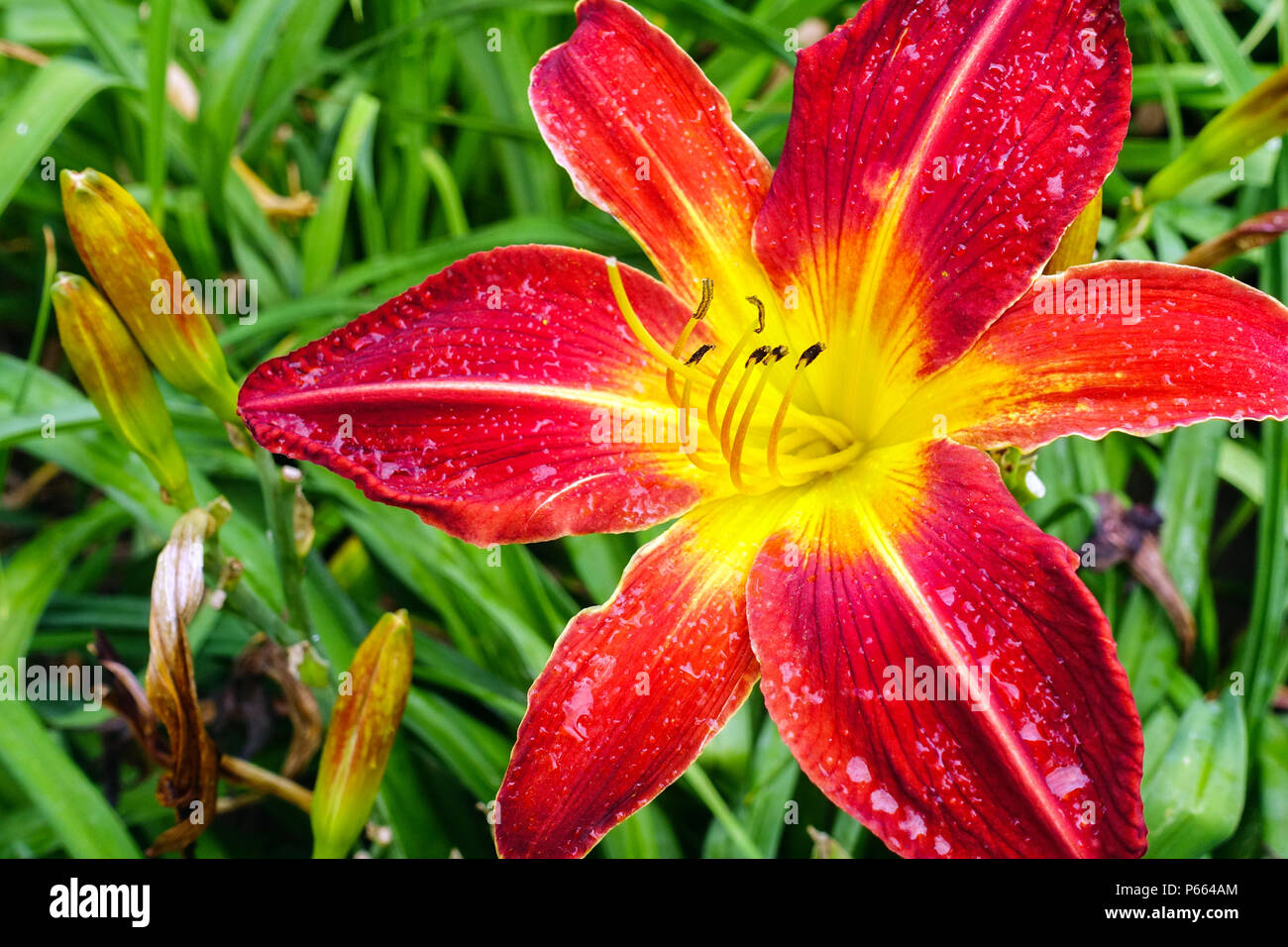 Red Hemerocallis 'Ruby Spider' Daylily Hemerocallis daylilies Foto Stock