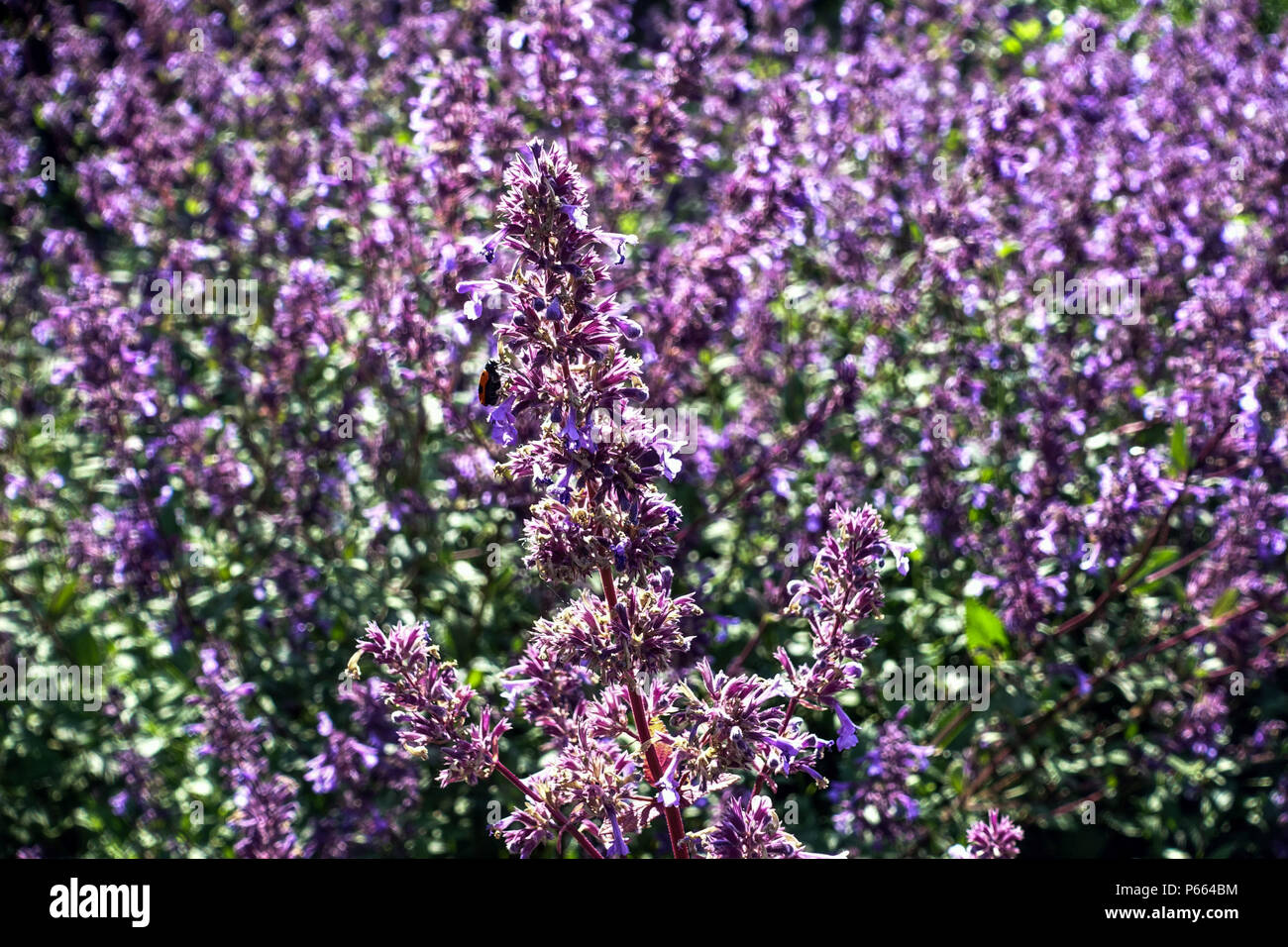 Nepitella, Nepeta grandiflora Bramdean ' ' Foto Stock