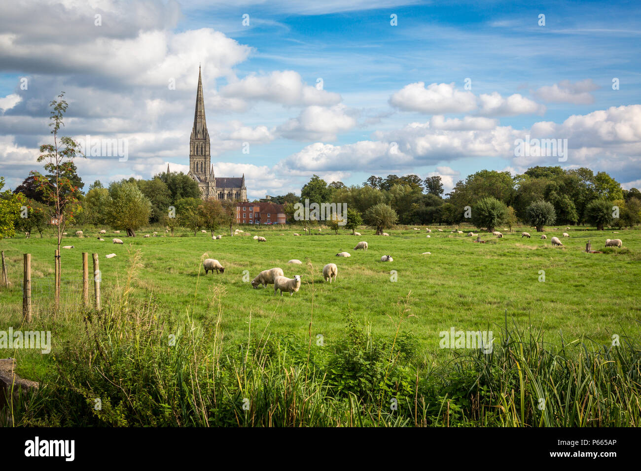 Cattedrale di salisbury dai prati immagini e fotografie stock ad alta