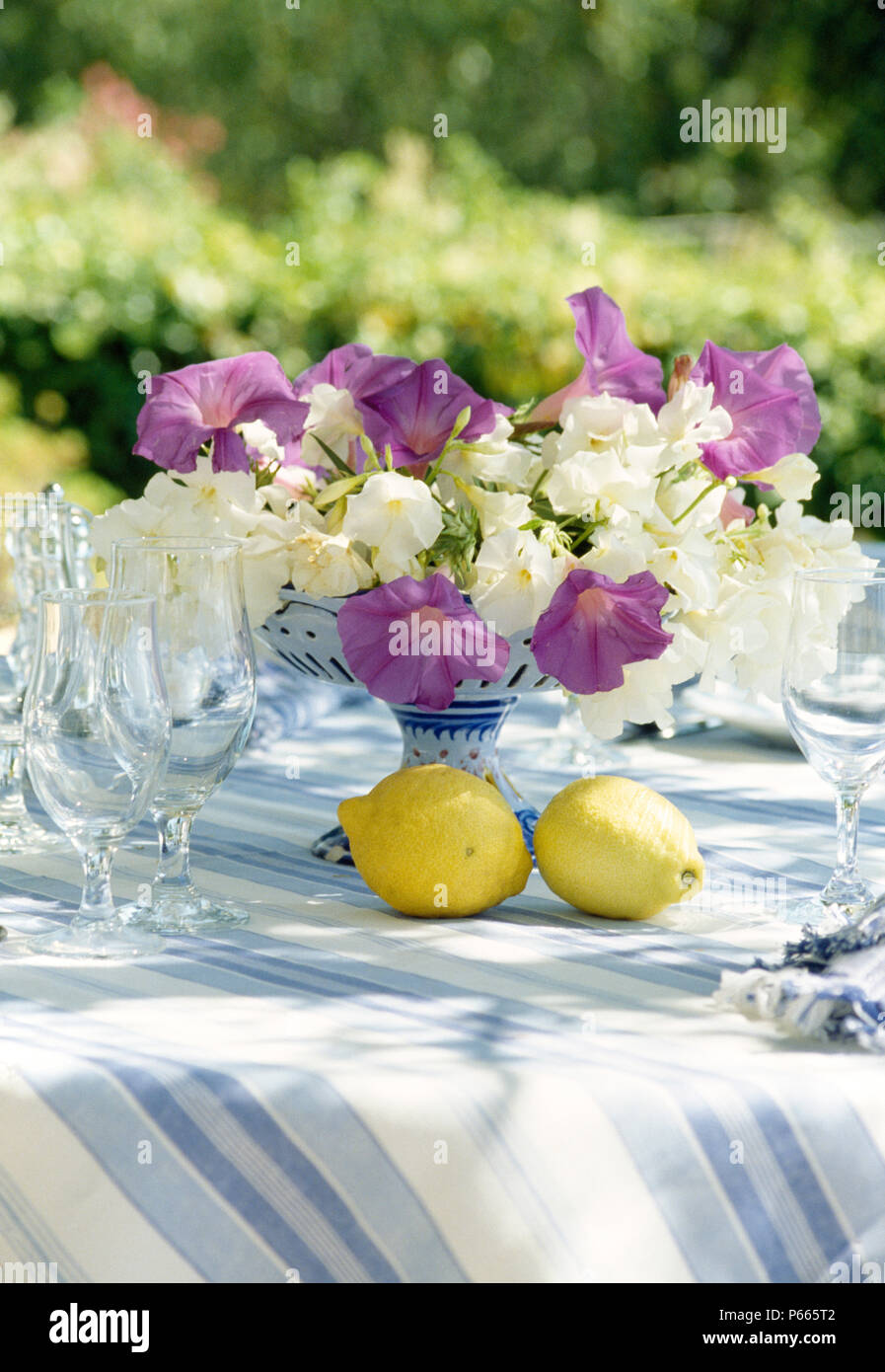 Still-Life di viola gloria di mattina e bianco fiori estivi in vaso con gambo sul tavolo da giardino con limoni su blu strisce di tela Foto Stock