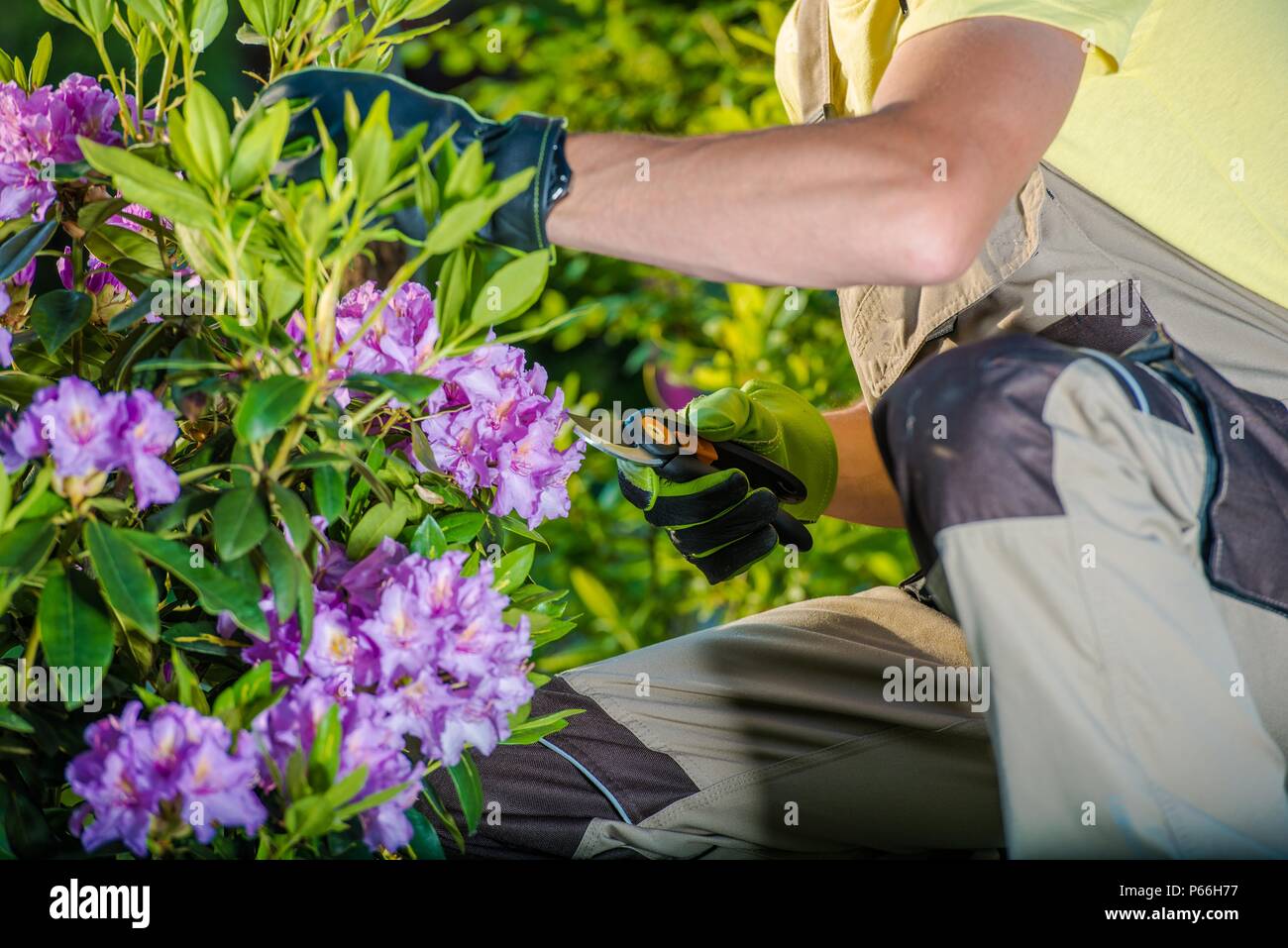 Giardiniere caucasica avendo cura di fiori nel giardino. Foto Stock