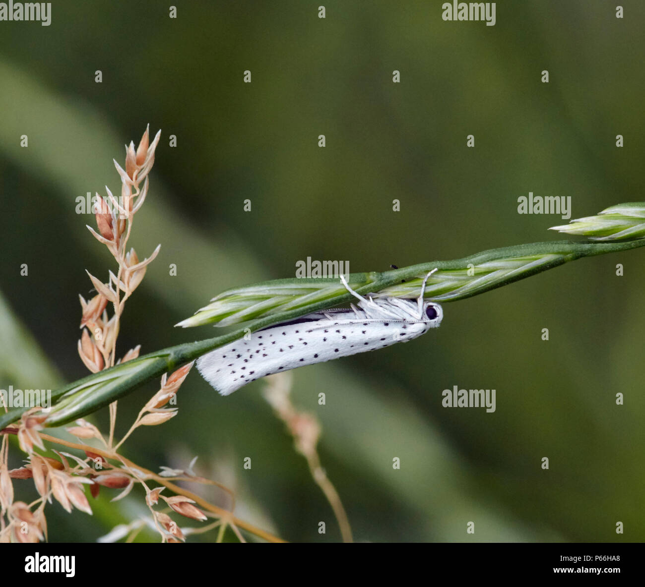 Bird-cherry Ermellino moth. Foto Stock