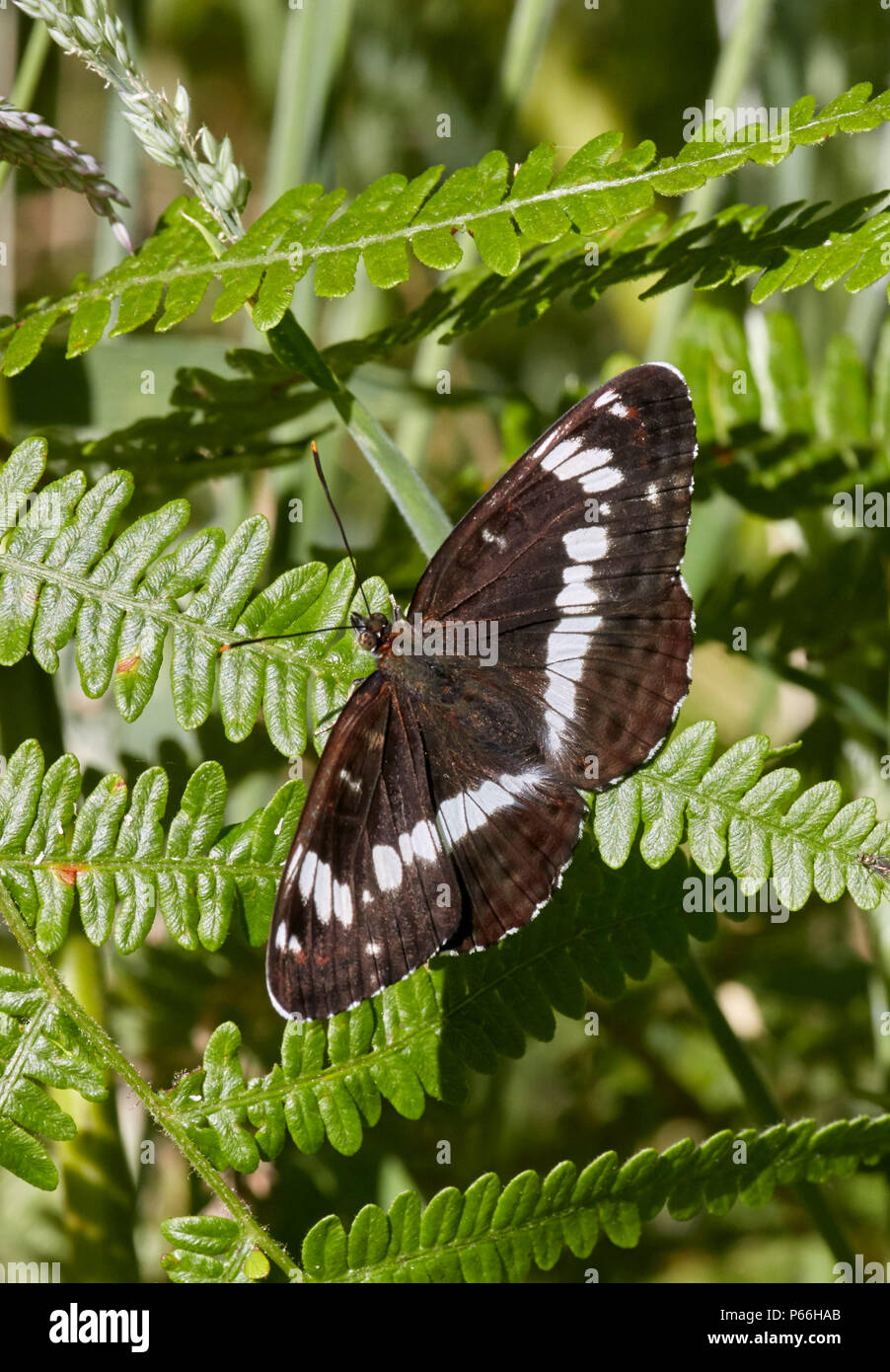 Ammiraglio bianco arroccato su bracken. Bookham Commons, Surrey, Inghilterra. Foto Stock