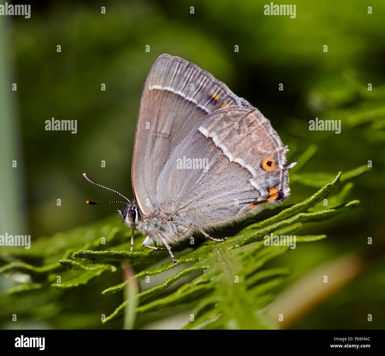 Viola Hairstreak. Bookham Commons, Surrey, Inghilterra. Foto Stock