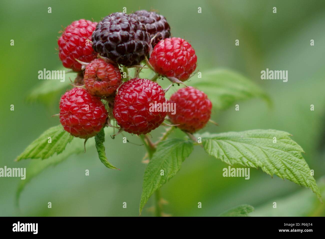 More frutto sulla boccola Foto Stock