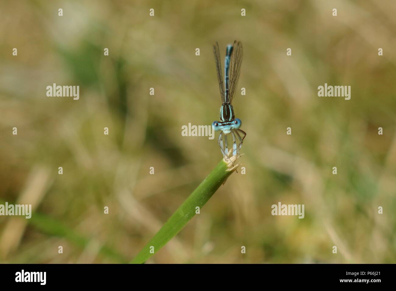 Dragonfly sull'erba Foto Stock