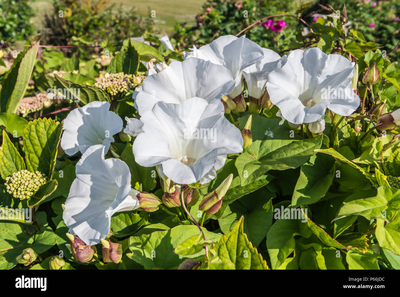 Bianco Fiori a campana della siepe centinodia (Calystegia sepium, Rutland bellezza, Bugle vine, Celeste trombe, bellbind) in estate nel West Sussex, Regno Unito. Foto Stock