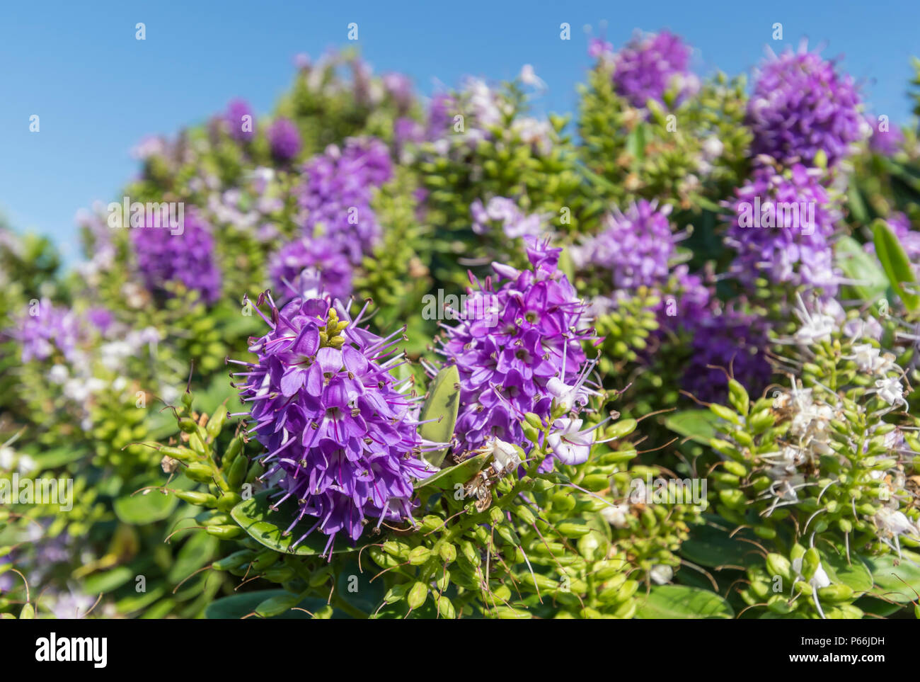 Piccoli fiori viola di Hedge Veronica, Veronica × franciscana (AKA Nuova Zelanda speedwell), in un parco in estate nel Regno Unito. Foto Stock