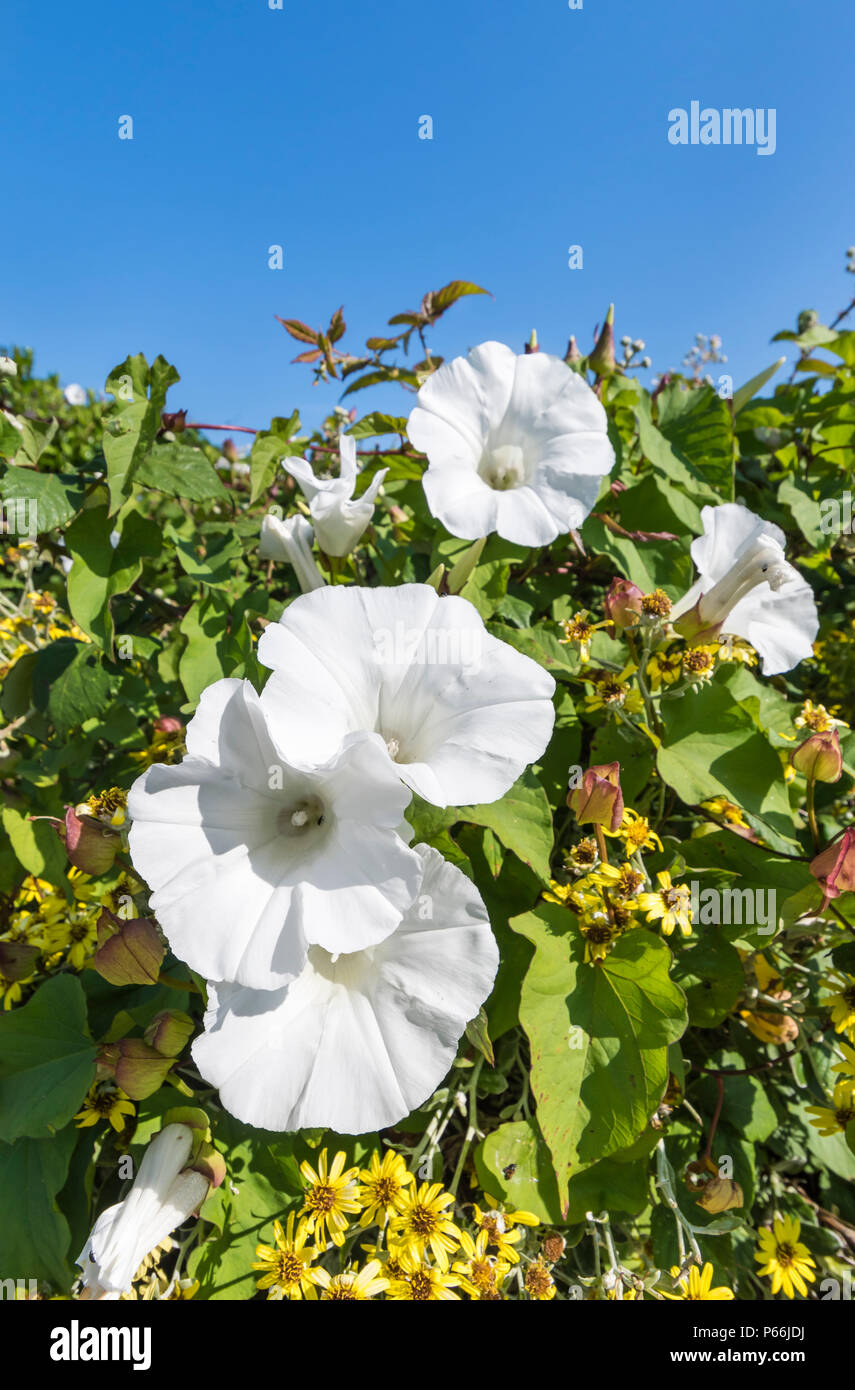 Bianco Fiori a campana della siepe centinodia (Calystegia sepium, Rutland bellezza, Bugle vine, Celeste trombe, bellbind) in estate nel West Sussex, Regno Unito. Foto Stock