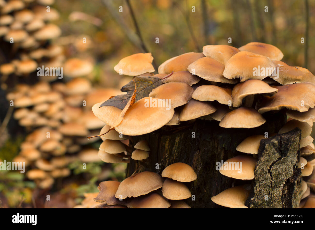 Colonia di funghi su un marcio ceppo di albero in autunno con un bellissimo bokeh di fondo Foto Stock