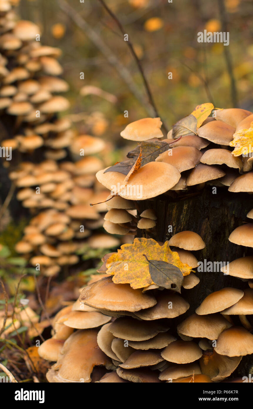 Colonia di funghi su un marcio ceppo di albero con foglie cadute in autunno con un bellissimo bokeh di fondo Foto Stock