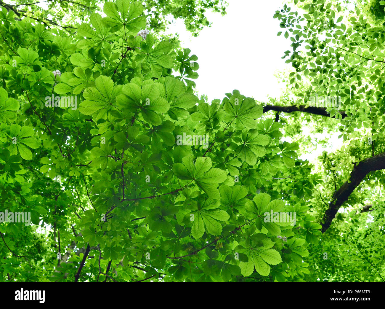 Basso angolo di visione di un albero di castagno con la luce del sole e spazio di copia. Foto Stock