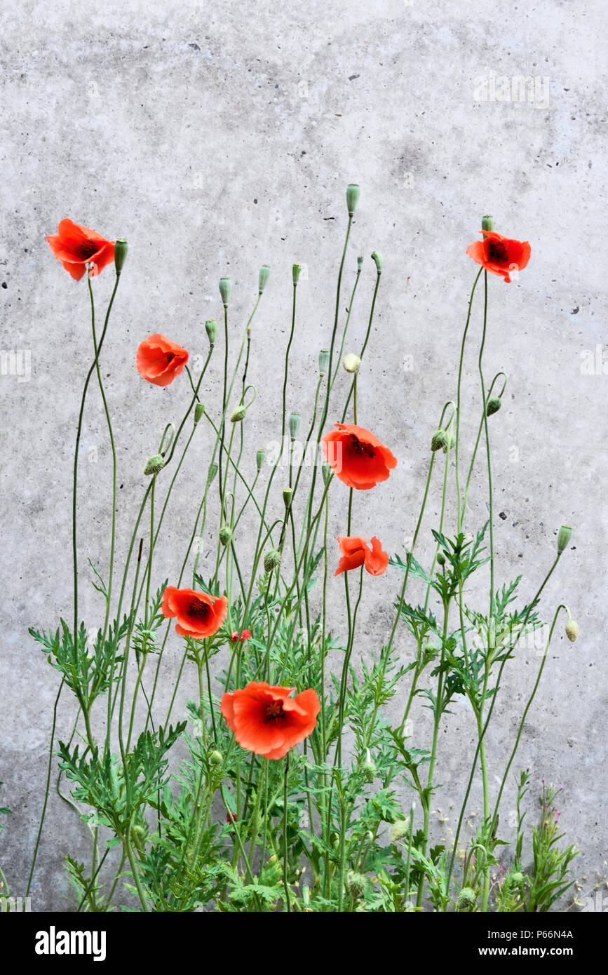 Wild fiori di papavero di fronte a un muro di cemento. Fioritura di papavero e copia dello spazio, scena urbana. Foto Stock