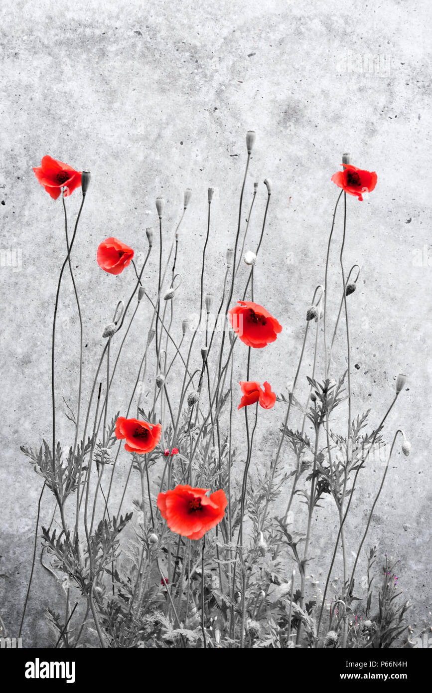 Wild fiori di papavero di fronte a un muro di cemento. Fioritura di papavero e copia dello spazio, scena urbana. Foto Stock