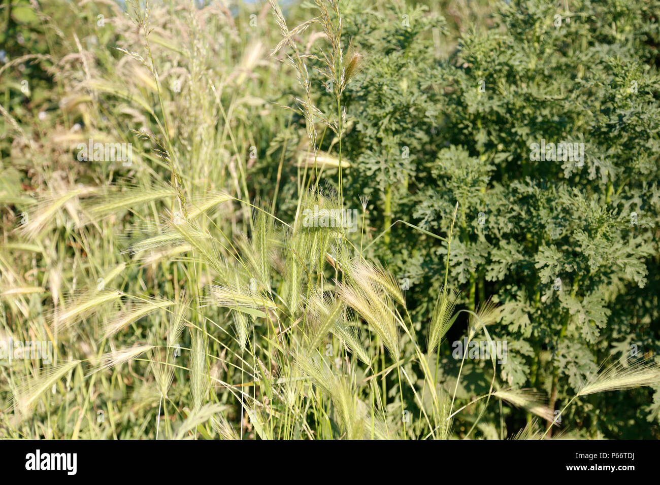 Parete di orzo (Flea freccette) nella luce del sole Foto Stock