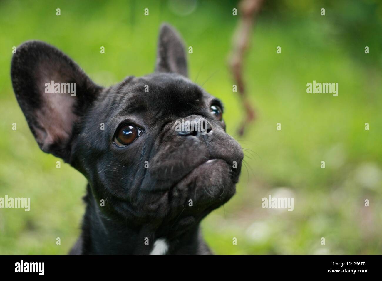 Bulldog francese Puppie giocando con un bastone per la prima volta Foto Stock